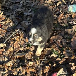 BTF - Black tri female Miniature American Shepherd puppy in Prairie Grove, Arkansas from IQ Farms