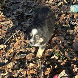BTF - Black tri female Miniature American Shepherd puppy in Prairie Grove, Arkansas from IQ Farms