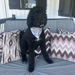 Goldendoodle puppies from Silver Hill Farm SC