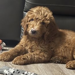 Lucy - Apricot female Goldendoodle puppy in Johnston, Rhode Island from Puppy Love Heaven