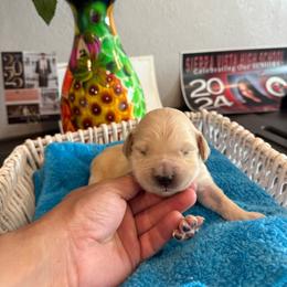 Majik Daisy - Light golden female Golden Retriever puppy in Baldwin Park, California from Mountain Valley Retrievers