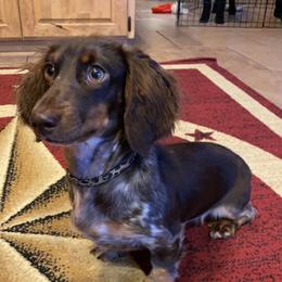 Rosie - Dachshund