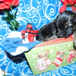 German Shepherd Puppies from Countryside Kennel