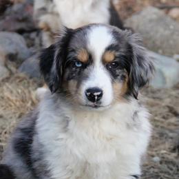 Miniature Australian Shepherds from Gemstone Ridge Mini Aussies
