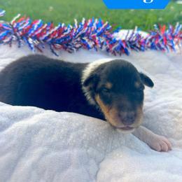 Flag - Black white and tan male Collie puppy in Waterville, Iowa from Lisa’s Lassies