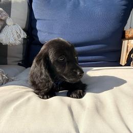 Knox - Black male Dachshund puppy in Mc Donough, Georgia from Hot Diggity Doxies