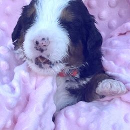 Bernedoodle and Labradoodle Puppies from Delaney Park Doodles