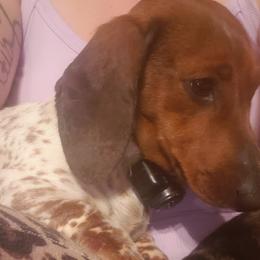 Toot - Dachshund