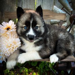 Clyde - Agouti and white male Siberian Husky puppy in Union Grove, Alabama from Southern Siberian Life