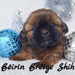 RUFUS - ADOPTED! - Red male Shih Tzu puppy in Middle Grove, New York from Beirin Breige Shih Tzus