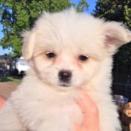 Pomeranian and Shihpoo Puppies from Lisas Pomeranians
