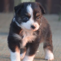 Faith - Black tri female Miniature Australian Shepherd puppy in Louisville, Mississippi from K & K Livestock