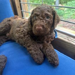 Sir William (Blue Boy) - Brown male Poodle puppy in Winterville, Georgia from Villa Rosa Poodles