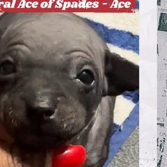 Gray Boy - Black tan and white American Hairless Terrier puppy in Atlanta, Georgia from Royal Flush Kennels