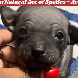 Gray Boy - Black tan and white American Hairless Terrier puppy in Atlanta, Georgia from Royal Flush Kennels
