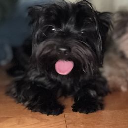 Ace - Yorkshire Terrier