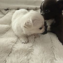 Chihuahua Puppies from Dreamy Divine Chihuahuas