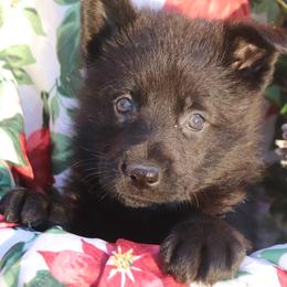 Full DDR  East German Female -  5927 - Black female German Shepherd puppy in Newville Al, Alabama from Triple S DDR German Shepherds