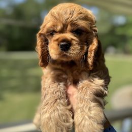 Cocker Spaniel All Grown Up from penny Powell