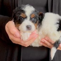 Luna - PINK - Black and white female Bernedoodle puppy in Gilbert, Arizona from Azbernedoodlepuppies