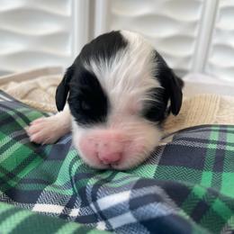 Shamrock - Black and white female Sheepadoodle puppy in Rocky Point, North Carolina from CelticDoods