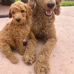 Poodle Puppies from Remnant Ranch Poodles