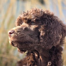 Amethyst - Phantom male Poodle puppy in Pinedale, Wyoming from S.R.S. Poodles