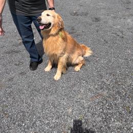 Joel - Golden Retriever