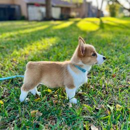 American Corgi, Cane Corso, Pembroke Welsh Corgi, and Rhodesian Ridgeback Puppies from Diamondcrest Inc