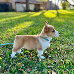 American Corgi, Cane Corso, Pembroke Welsh Corgi, and Rhodesian Ridgeback Puppies from Diamondcrest Inc