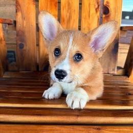 Sunny - Red male Pembroke Welsh Corgi puppy in El Dorado Springs, Missouri from Trixie Dixie