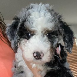 Hot pink collar - Merle female Bernedoodle puppy in Millsap, Texas from Gaston’s Posh Poodles and Doodles
