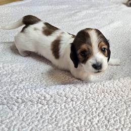Ariel - Piebald female Dachshund puppy in North Waterboro, Maine from Poole Family Miniature Dachshunds