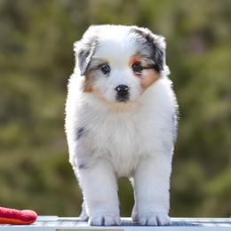 Promise - Blue merle female Miniature American Shepherd puppy in Omaha, Arkansas from Ashland Miniature American Shepherds & Miniature Australian Shepherds