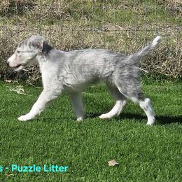 Scoop - Silver brindle male Silken Windhound puppy in Hanna, Oklahoma from Daybreak Silken Windhounds