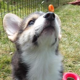 Pembroke Welsh Corgi Puppies from 24k Corgis