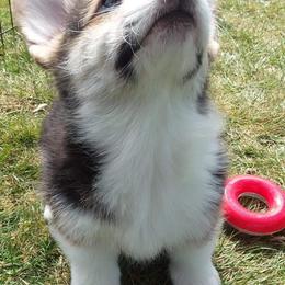 Pembroke Welsh Corgi Puppies from 24k Corgis