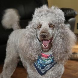 MAKA - Poodle