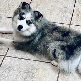 Izzie - Pomsky