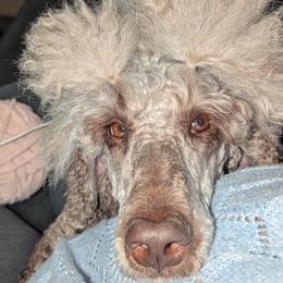 Coco - Poodle