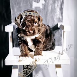 Cockapoo Puppies from Royal Cockapoo Playhouse