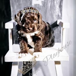 Cockapoo Puppies from Royal Cockapoo Playhouse