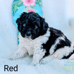 Boy 2 - Black and white Bernedoodle puppy in Ohio from Mini Doodle Buddies