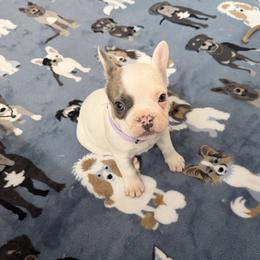 Daisy - Brindle and white female French Bulldog puppy in Franklin, Pennsylvania from Falco’s Frenchies