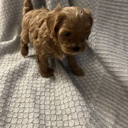 Cavapoo Puppies from Poppy Garden Doodles