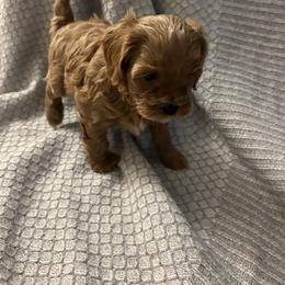 Cavapoo Puppies from Poppy Garden Doodles