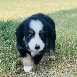 Girl 1 - Miniature Australian Shepherd puppy in Paris, Texas from Kuttin’ Up Mini Aussies