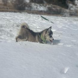 Apollo - Gray and white male Pomsky puppy in Isanti, Minnesota from Island Pomskies