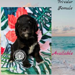 Bali - Tri-color female Bernedoodle puppy in Godwin, North Carolina from Farm Sweet Farm Doodles