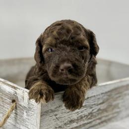 Pop - Sable male Bernedoodle puppy in La Plata, Maryland from Serenity Creek Doodles